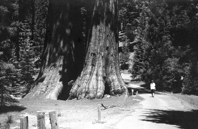 Sequoia