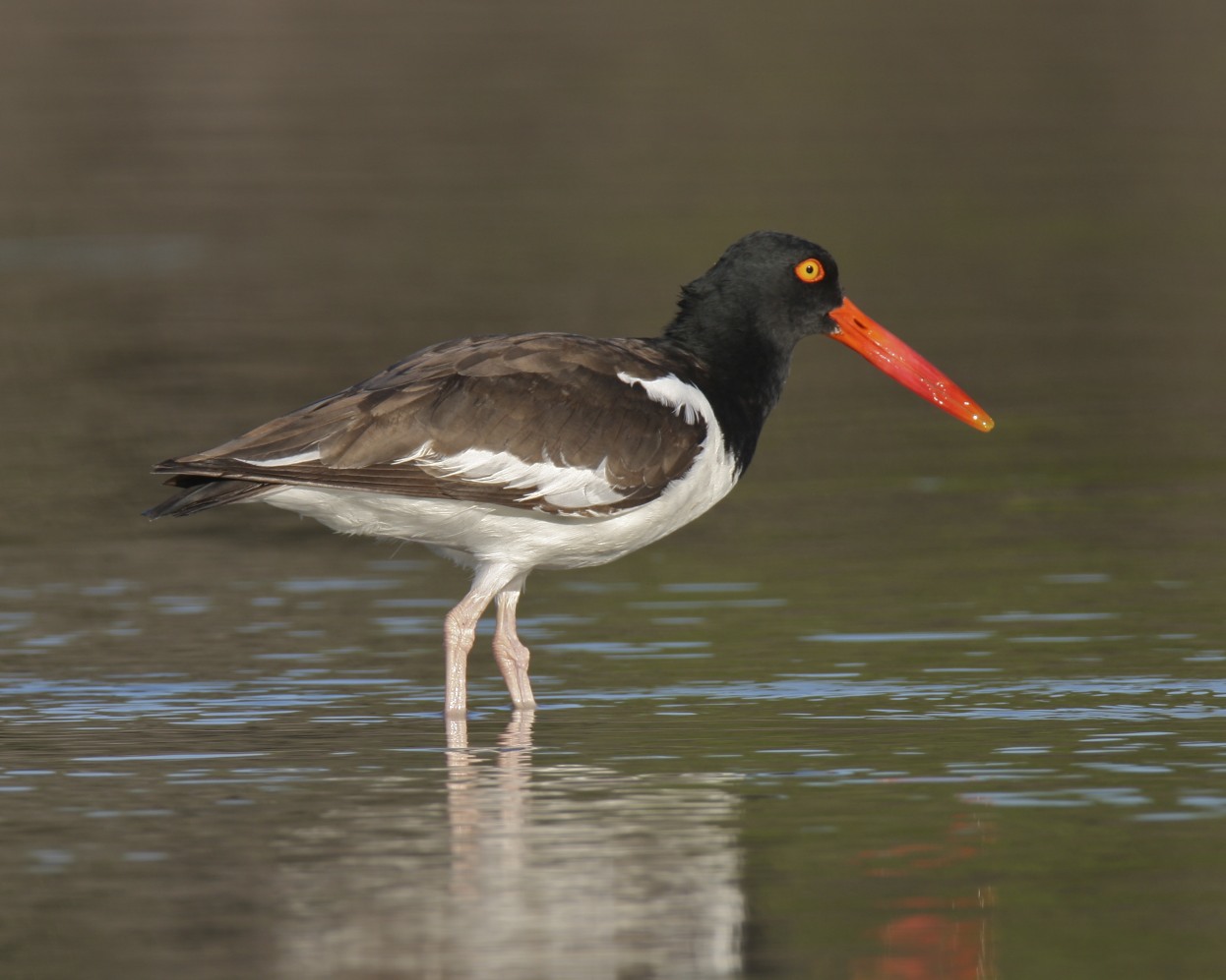 American Oystercatcher, Ft. Myers Beach, October 2010.jpg