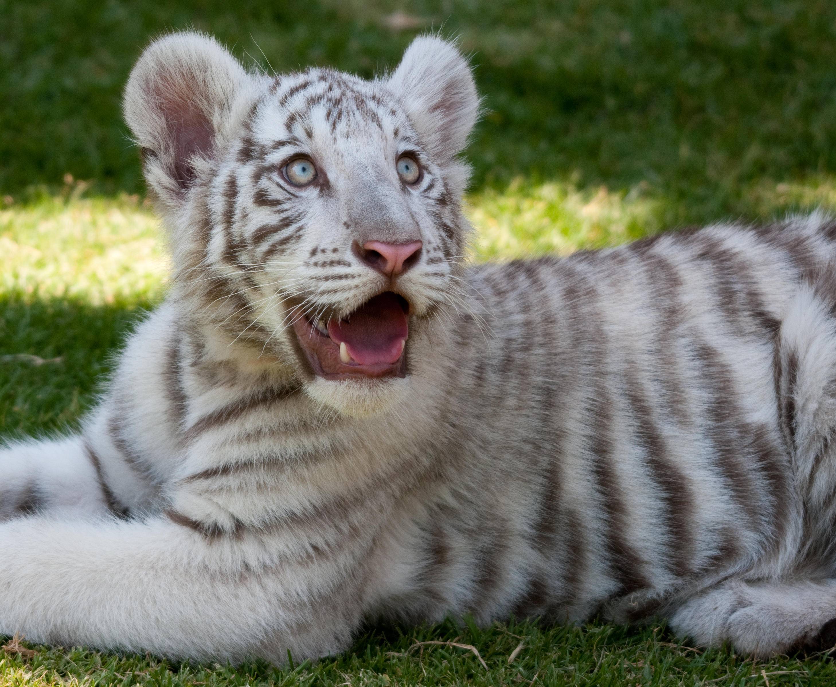 CACHORRO DE TIGRE BLANCO