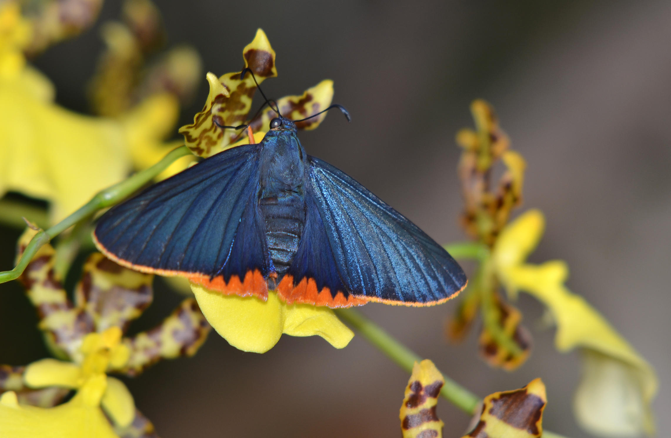 Mariposa azul