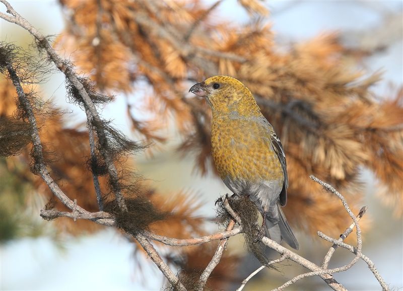 Pine Grosbeak   Finland