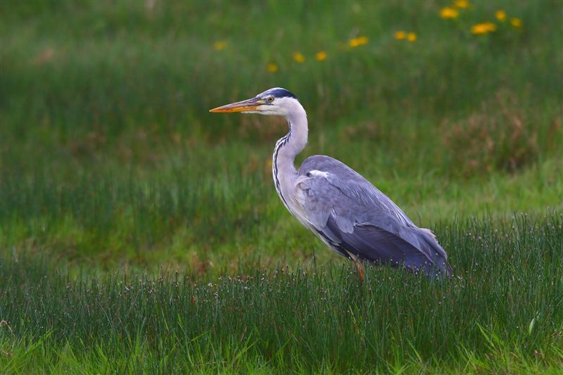 Grey Heron  Mainland