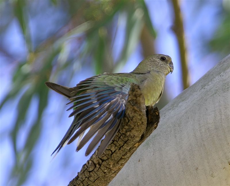 Red-rumped Parrot .