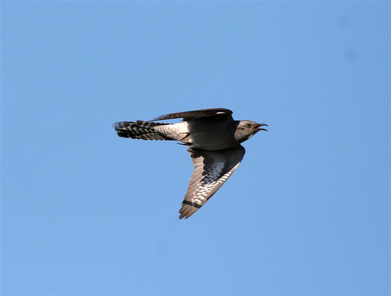 Pallid Cuckoo