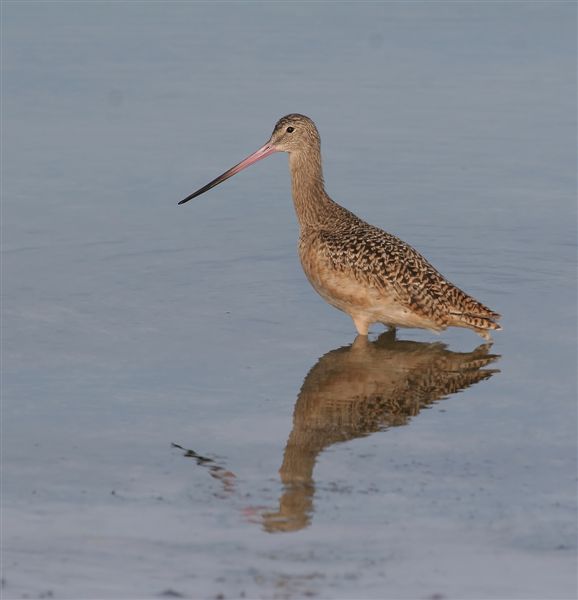 Marbled Godwit