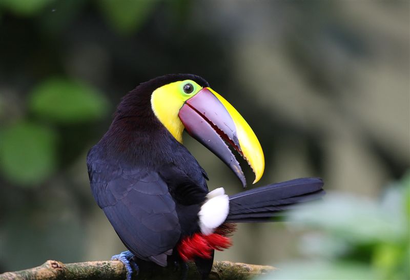 Chestnut-mandibilled Toucan