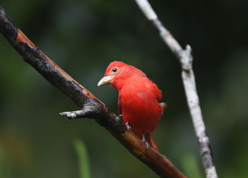 Summer Tanager