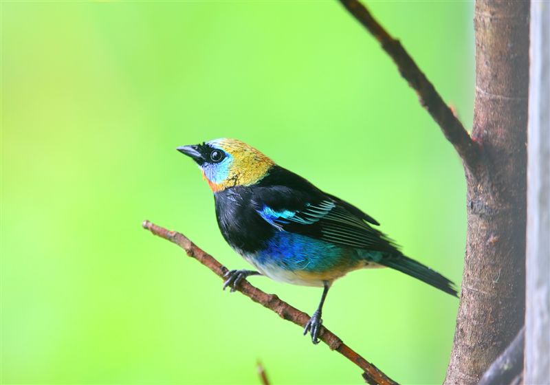 Golden-hooded Tanager