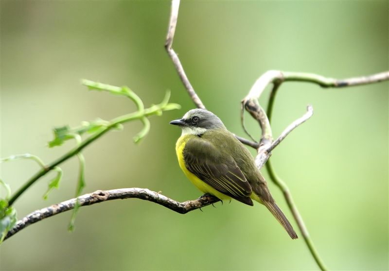 Grey-headed Flycatcher