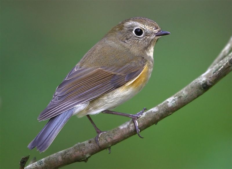 Red-flanked Bluetail  Mainland