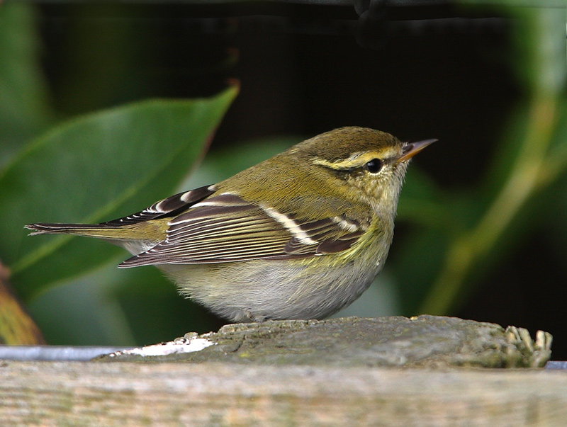 Yellow-browed-Warbler  Shetland