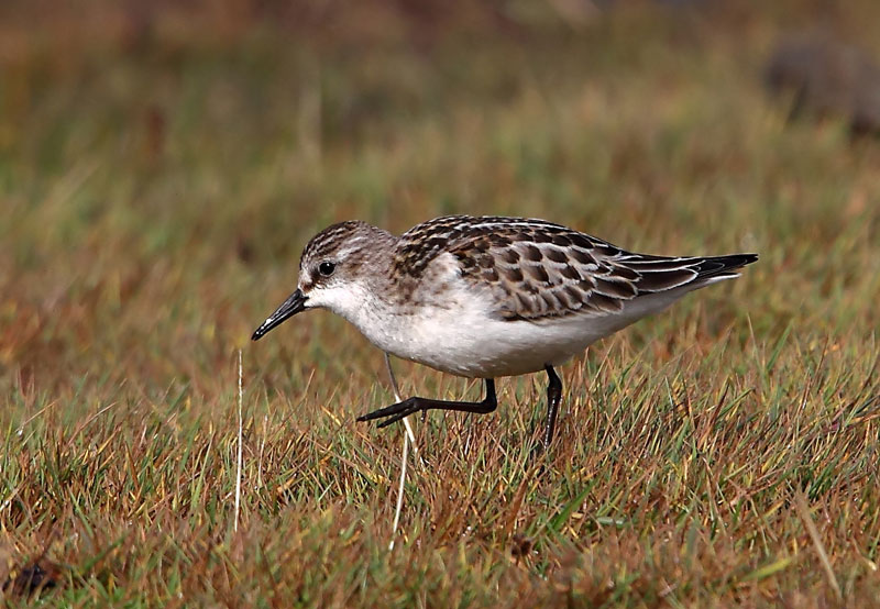 Little Stint