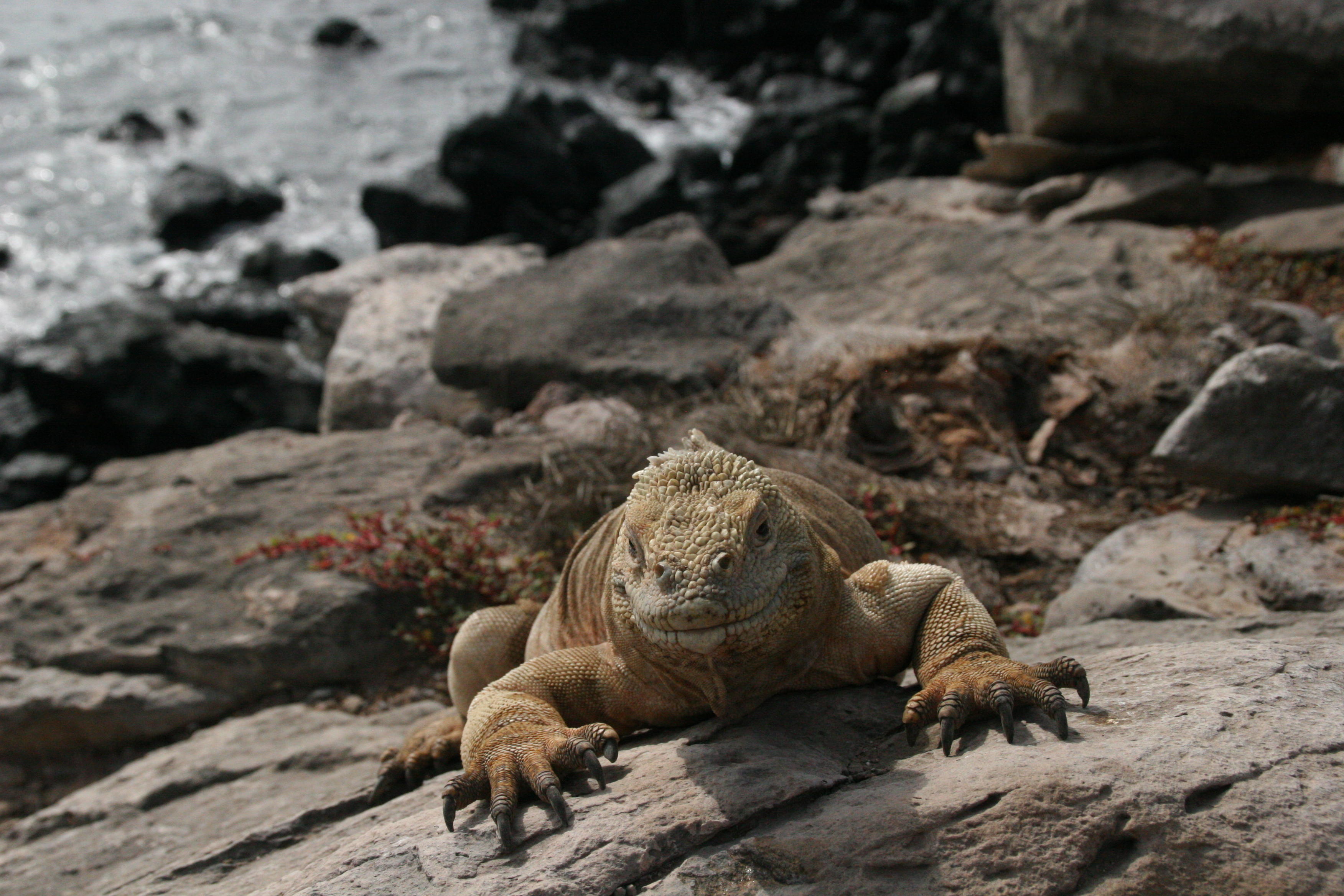 land iguana