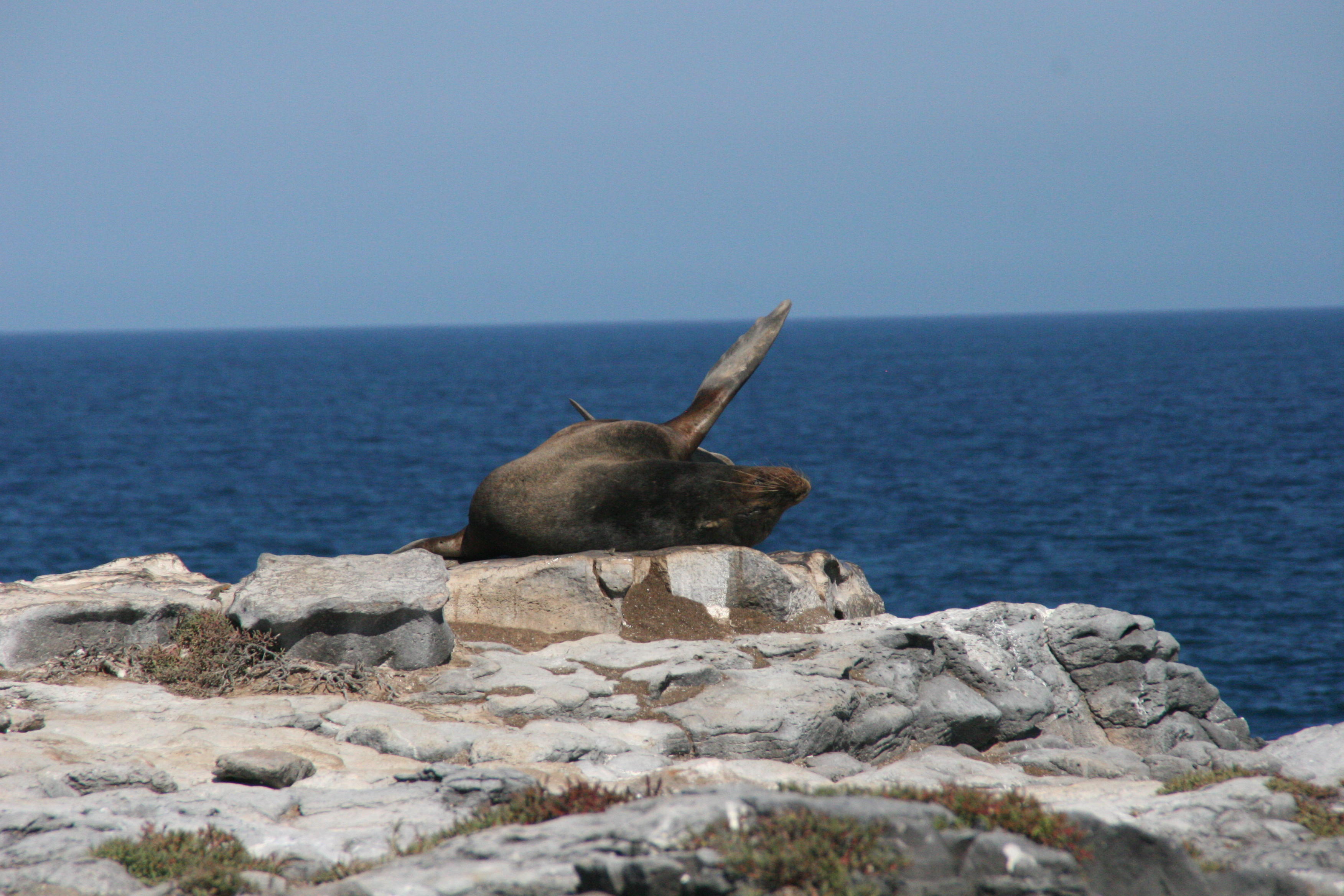 sealion on South Plaza