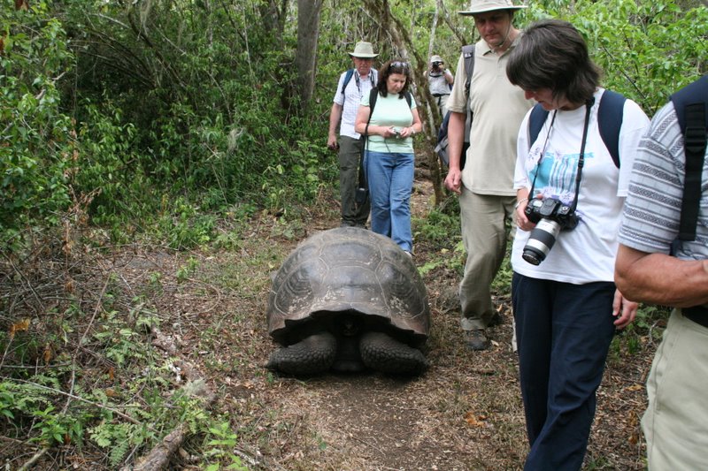 walk among giant tortoises in the wild