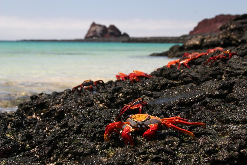 beach full of Sally Lightfoot Crabs