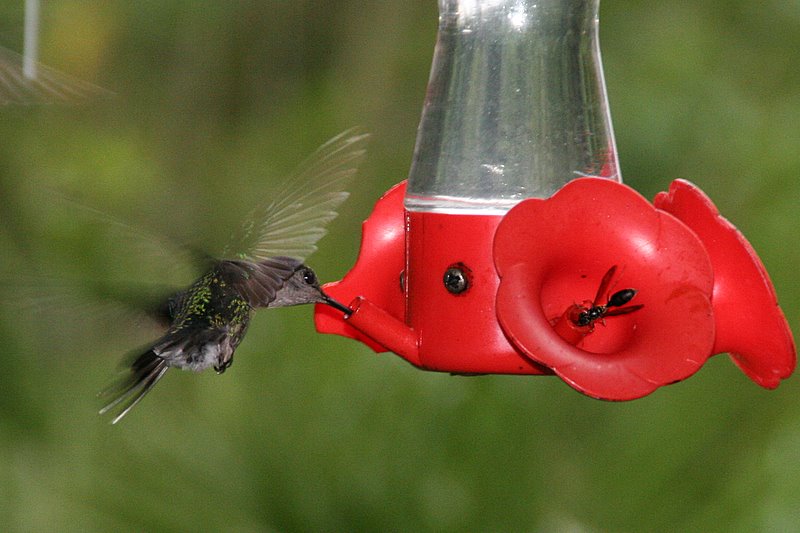 hummingbird