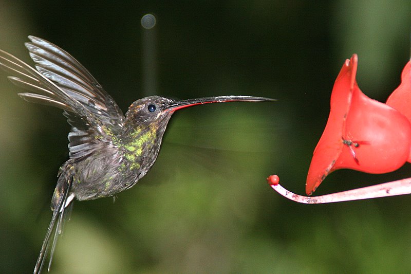 hummingbird