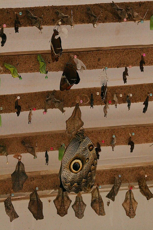 A chrysalis is the pupal stage of butterflies