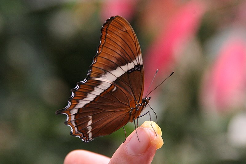 Mindo Butterfly Farm: Siproeta Epaphus