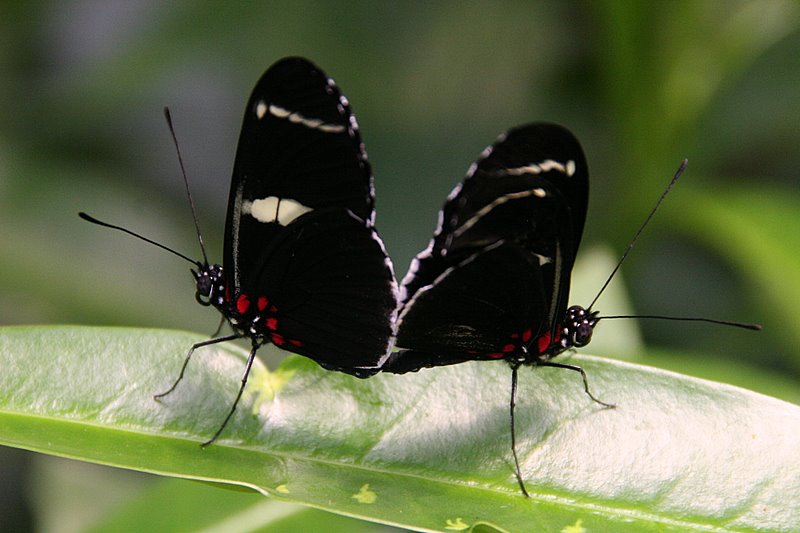 mating butterflies