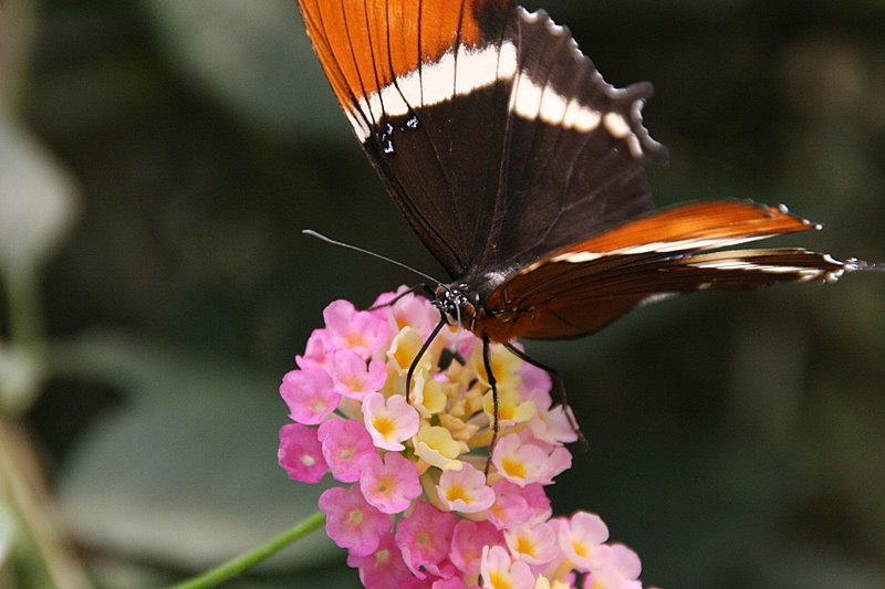 Mindo Butterfly Farm: Siproeta Epaphus