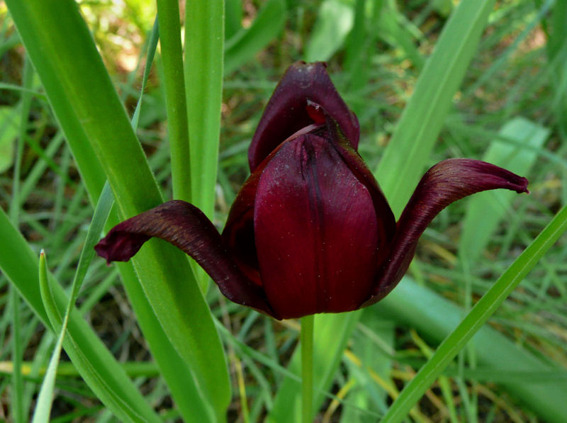 Black Tulip.