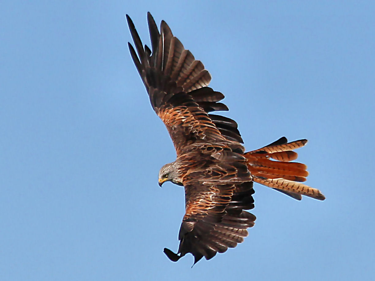 Red Kite.