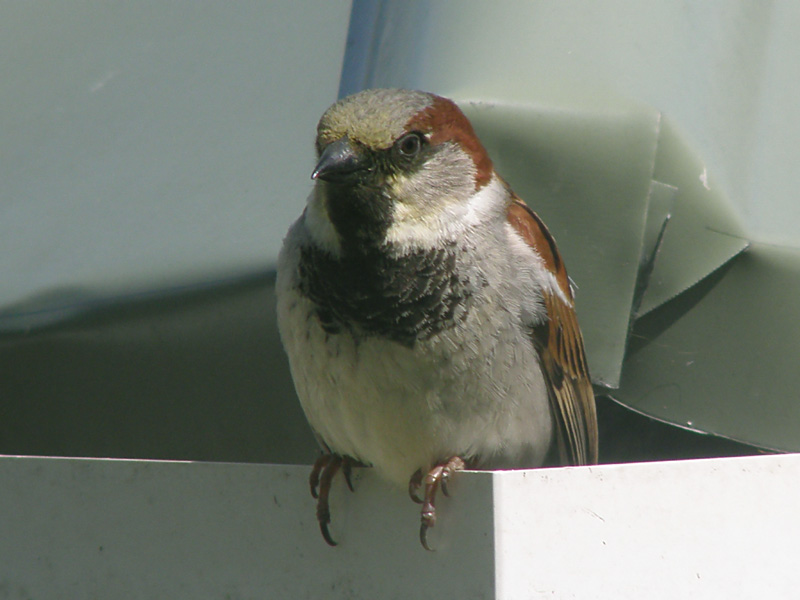Sparrow 6.jpg