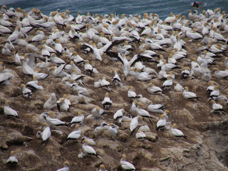 Gannet Traffic 1.jpg