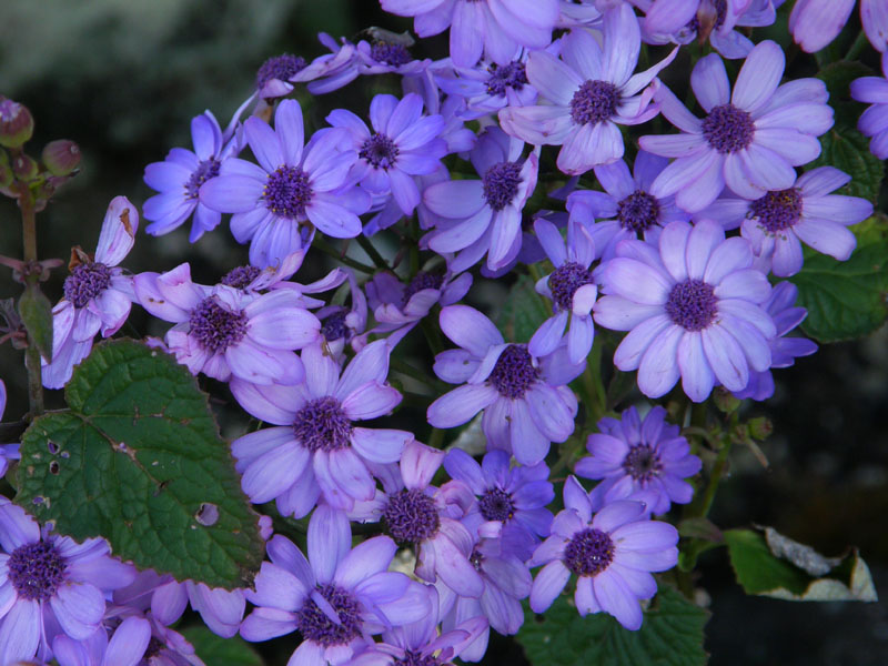 Cineraria.jpg