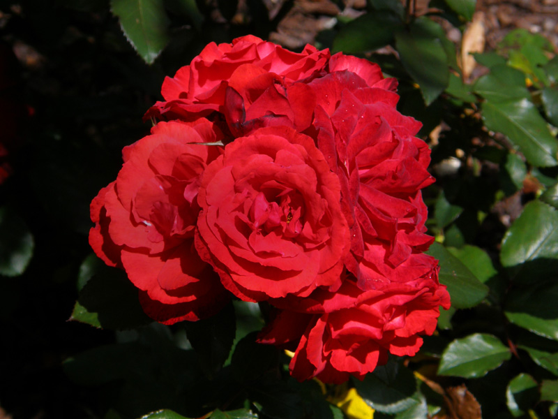Red Roses 1.jpg