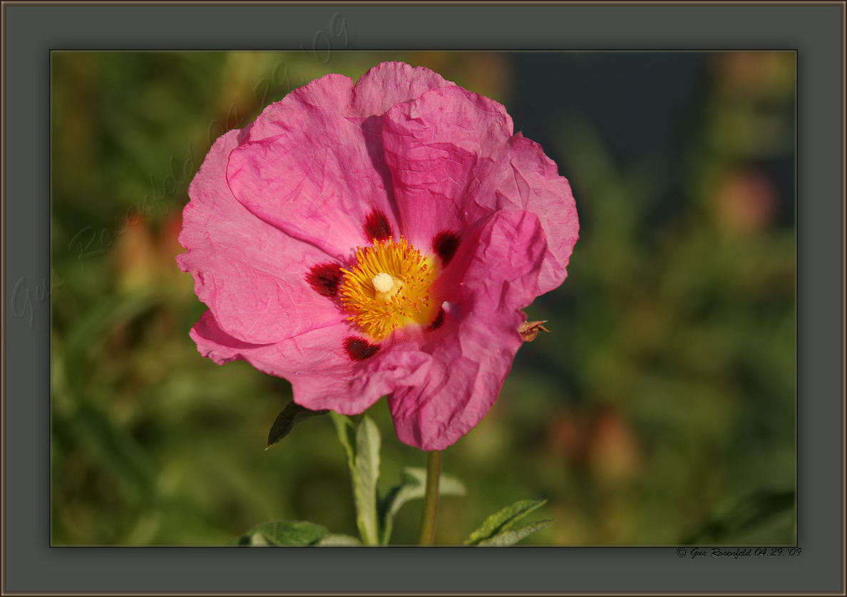 Cistus-purpureus~Orchid Rockrose