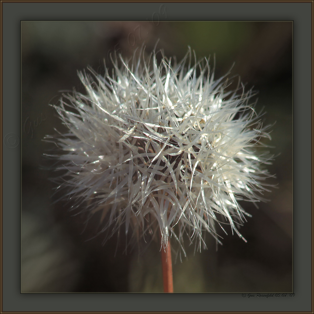 Silver Puffs ~ Uropappus lindleyi - Not A Dandelion