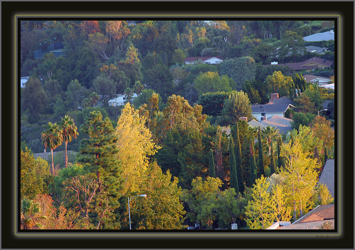 Wind Blown, Smoke Toned & Threatened Autumn Burbs In Los Angeles