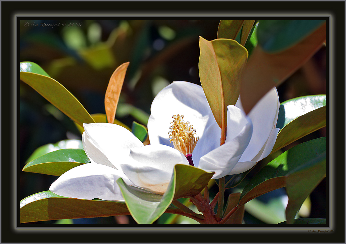 Magnolia Mayhem