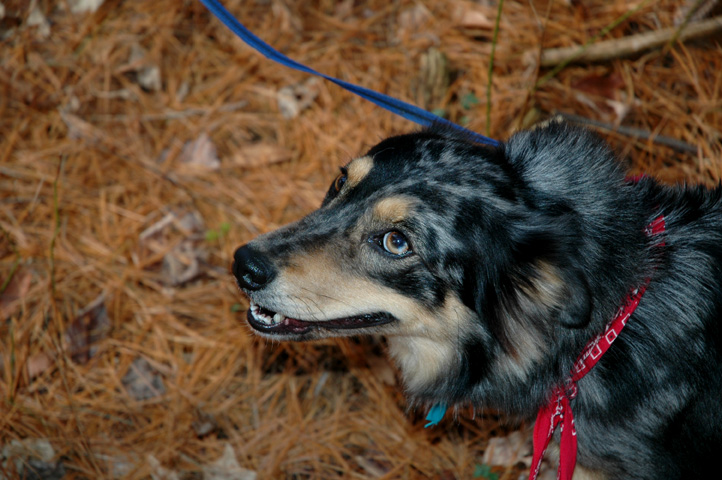 Bella, Aussie