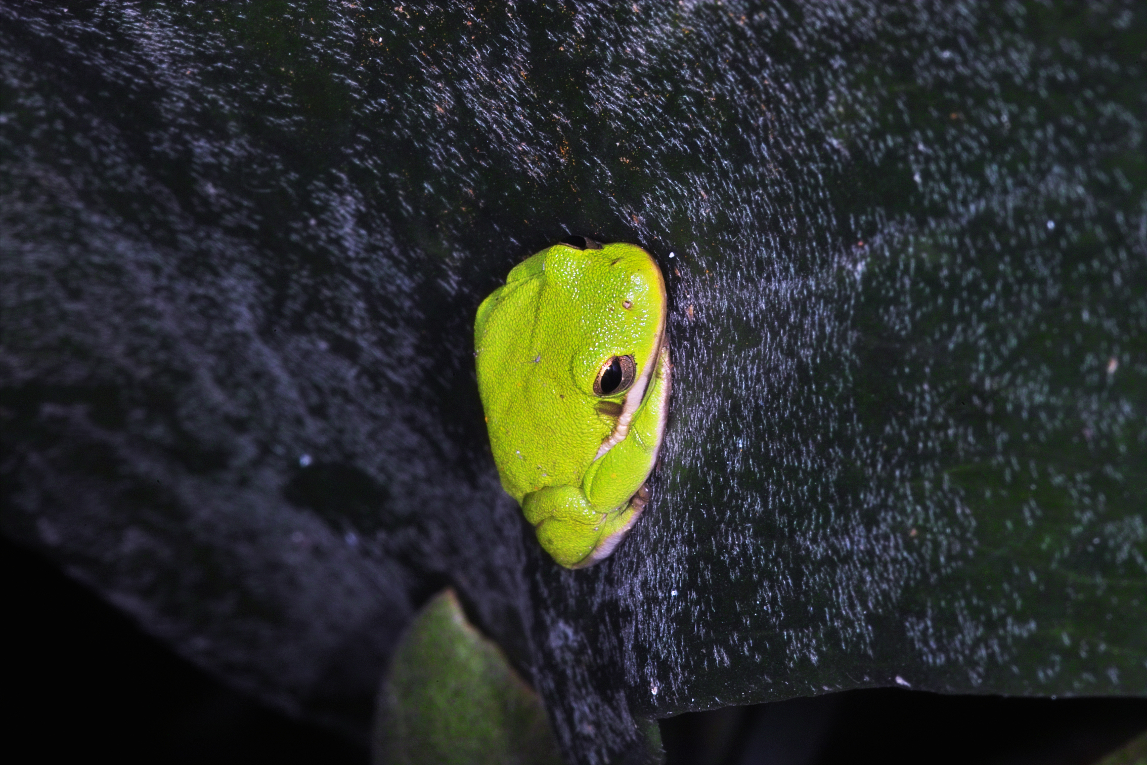 TreeFrog from Front Porch series