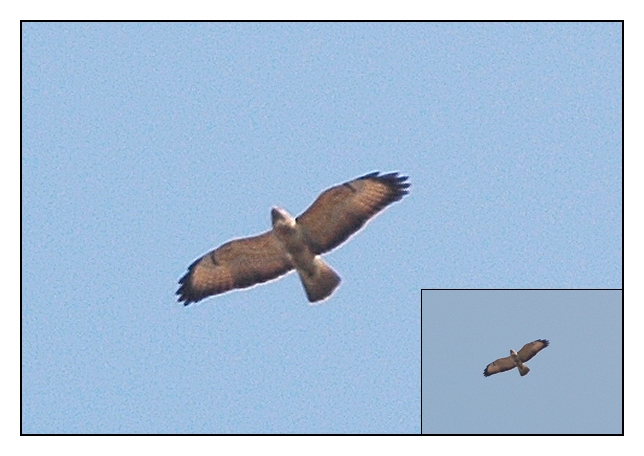 Buizerd vrouw