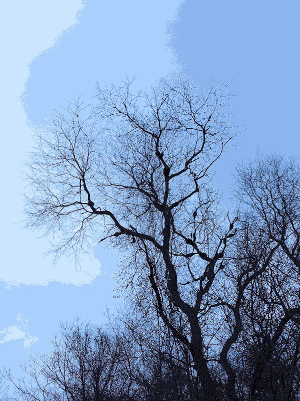 Black Knot and blue sky -ArtP