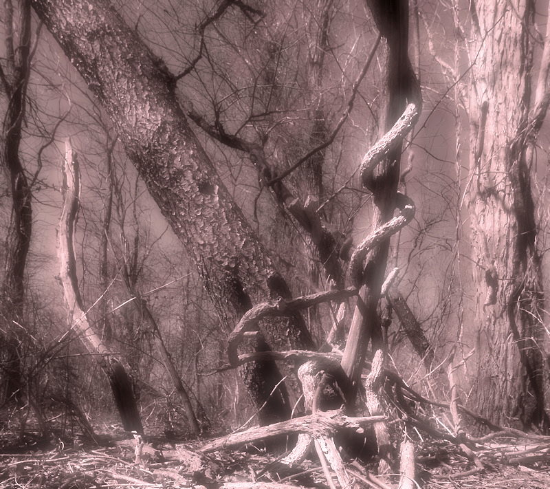Deep in the haunted wood -ArtP