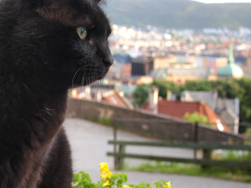 I like This view too- kleivis