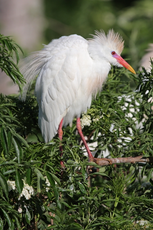 cattle egret