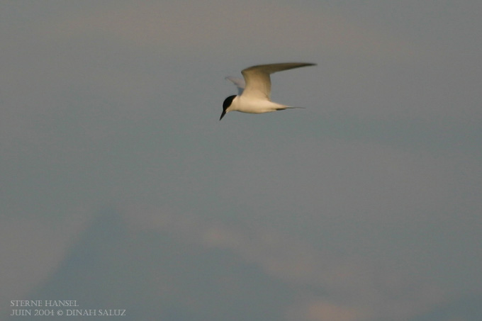 Sterne hansel - Gull-billed Tern