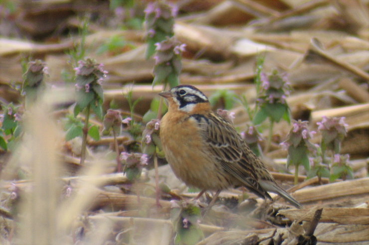 Smiths Longspur, Berrien County, MI