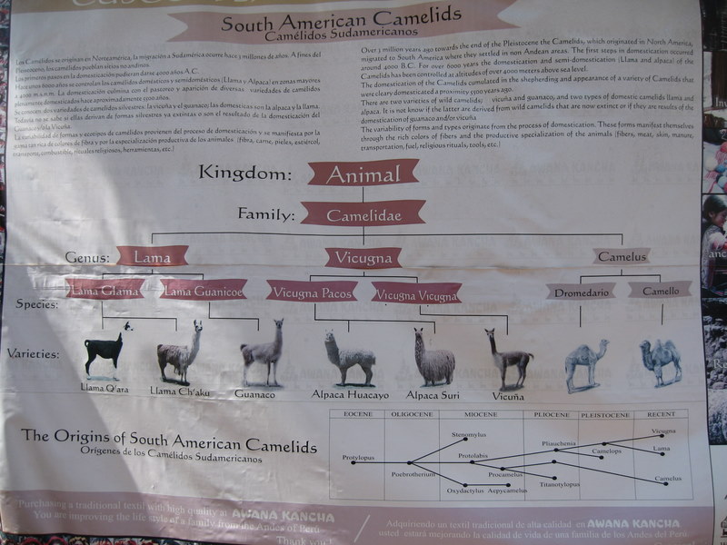 IMG_0325.JPG La famille des camlids