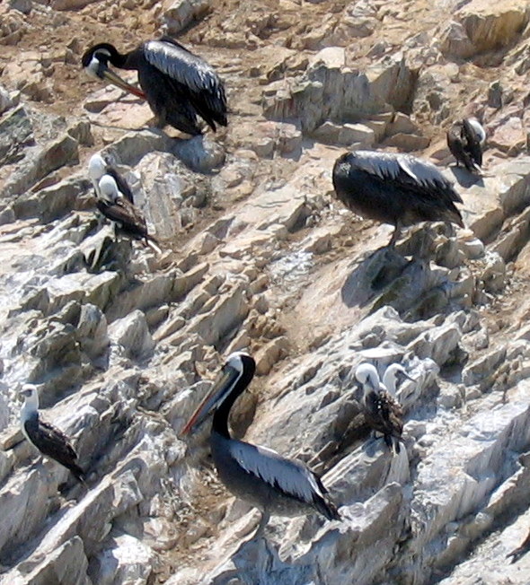 IMG_3943.JPG Islas Ballestas