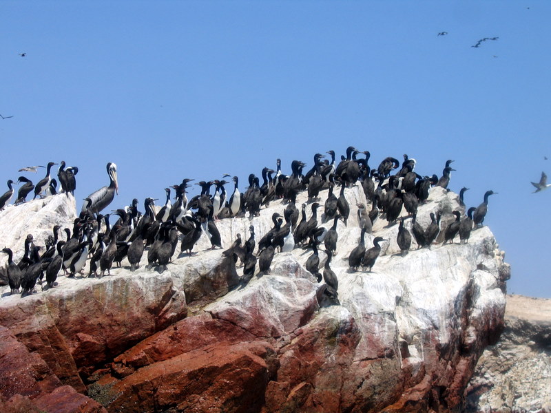 IMG_3962.JPG Islas Ballestas