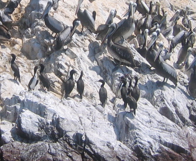 IMG_3969.JPG Islas Ballestas Plicans et cormorans