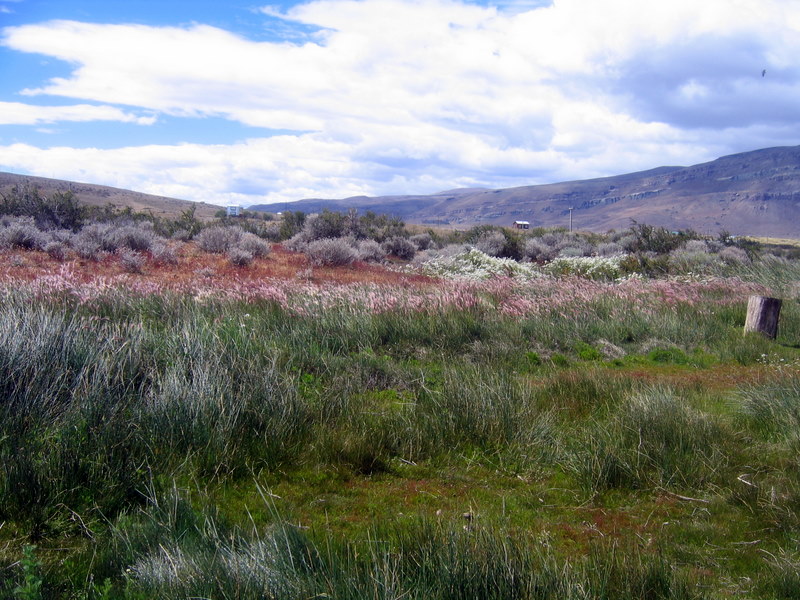 IMG_4407.JPG  El Calafate